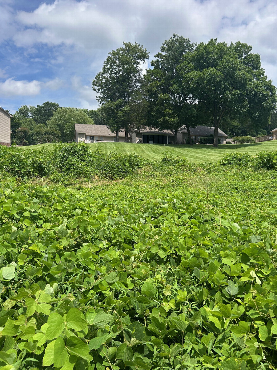 A view to the east from the confluence, toward other townhome buildings.