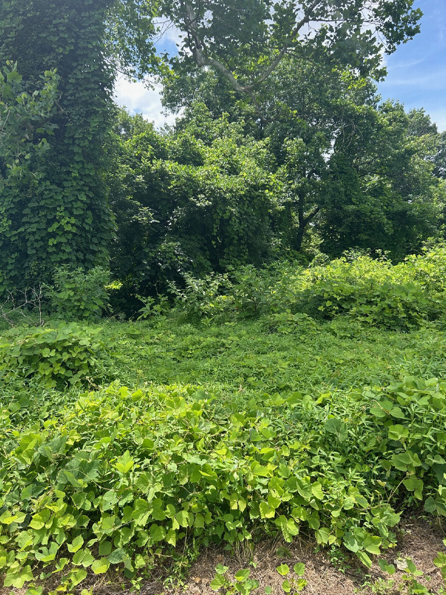 A view to the west from the confluence, towards a woodsy area next to the lake.