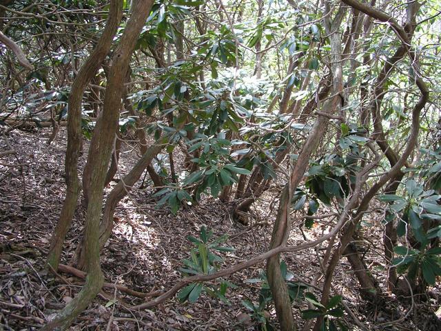 A confluence point among the rhododendrons.