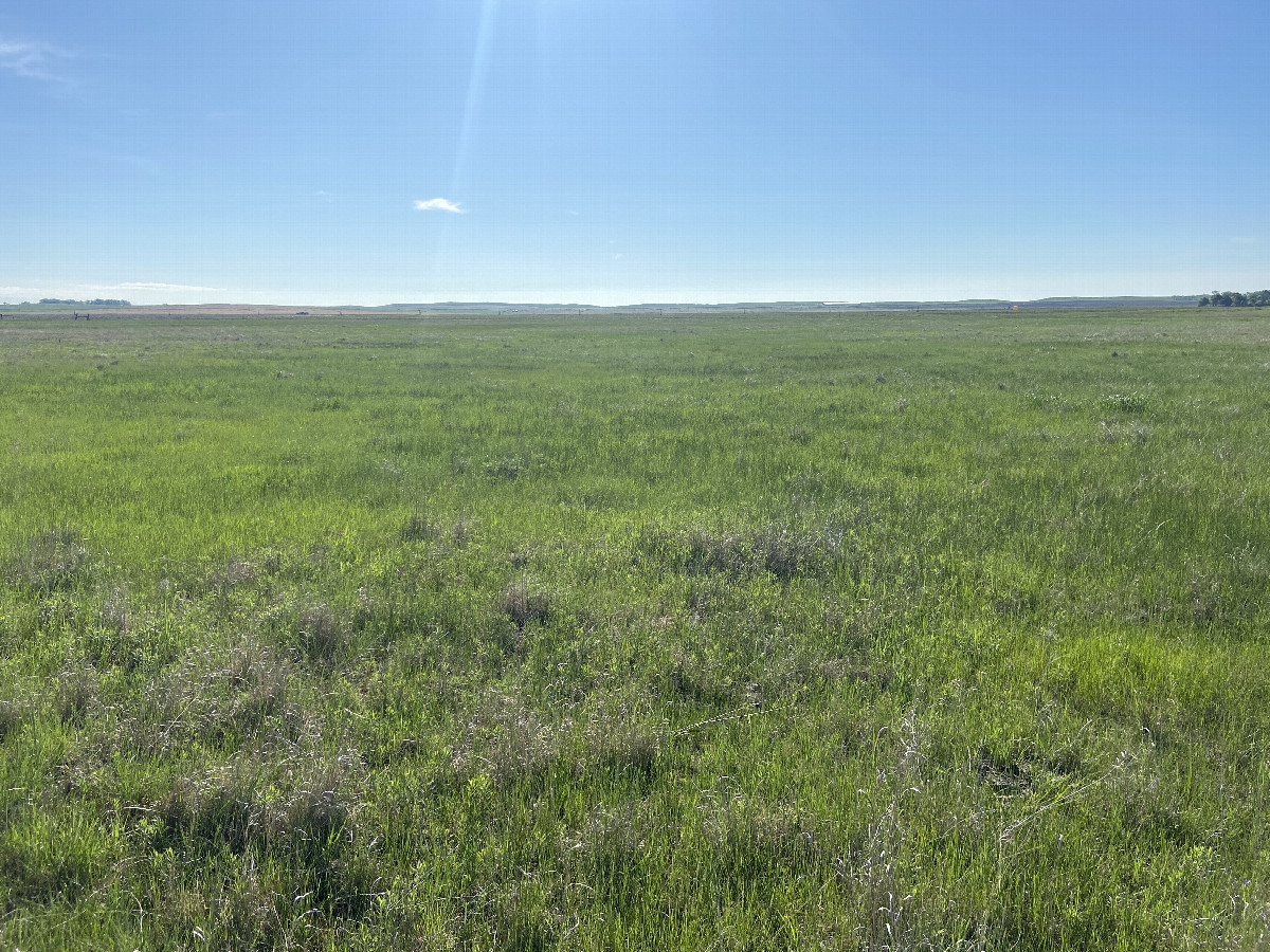 A view to the east from the confluence point. 