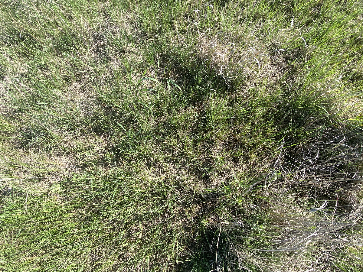 Ground cover at the confluence point. 