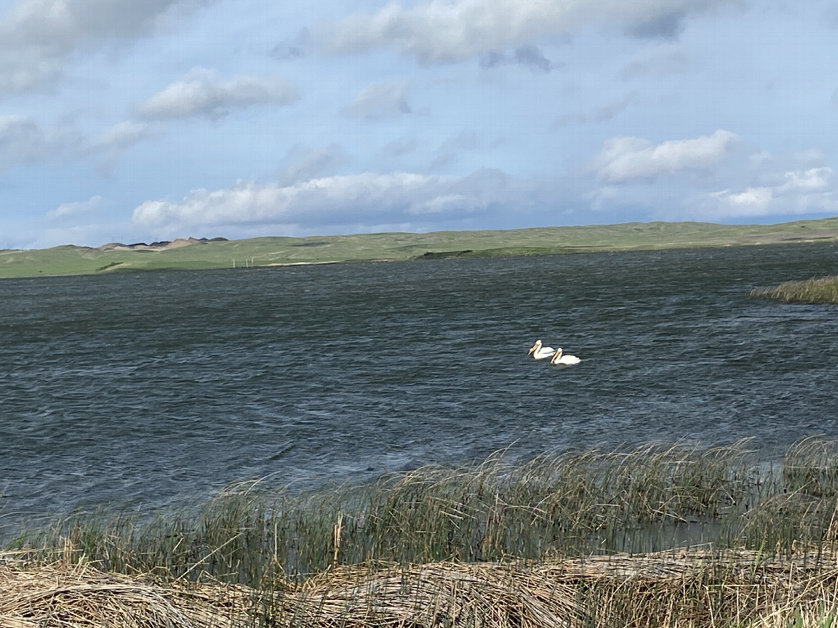 Glacial lakes and beautiful birds swimming, to the north of the confluence.  