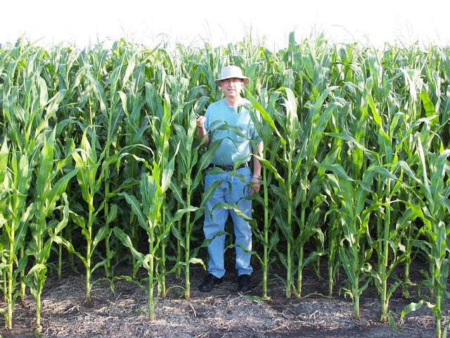 Alan in the corn.