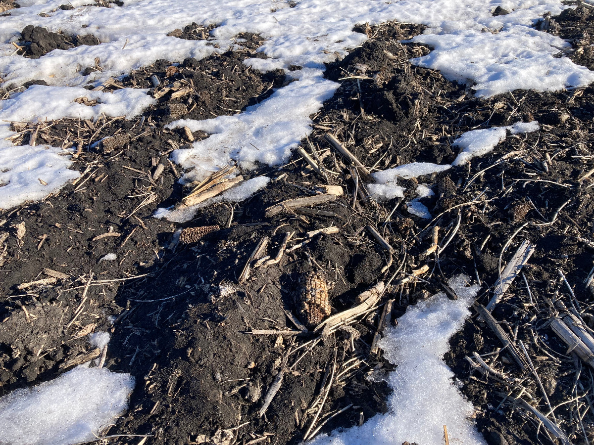 Confluence corn (not edible)