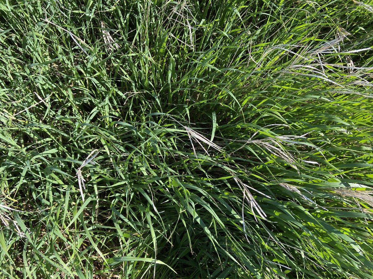 Ground cover at the confluence point, not far from the lake. 