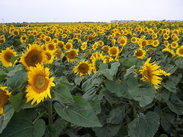 Sunflowers in an experimental seed plot 980 m from the confluence.
