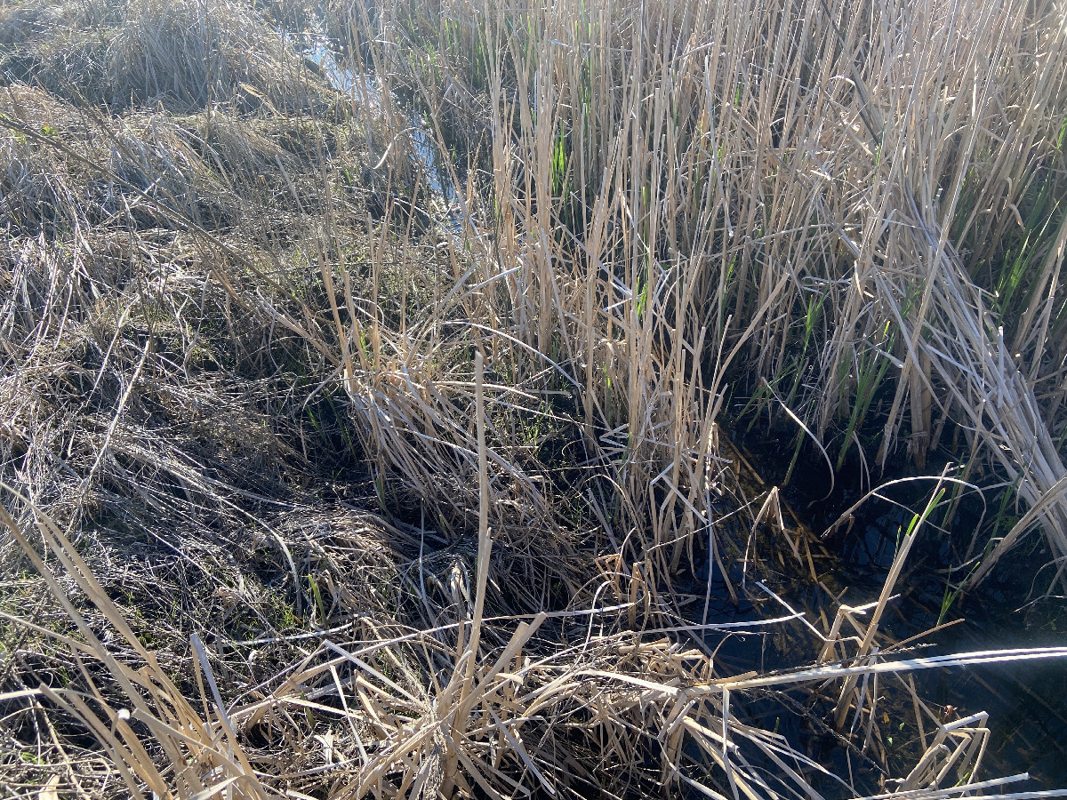 Ground cover at the confluence point.  