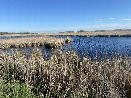 #1: View to the south toward the confluence, which is in the reeds across the open water. 