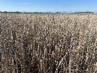 #2: View to the north from the confluence. 