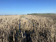 #3: View to the east from the confluence. 