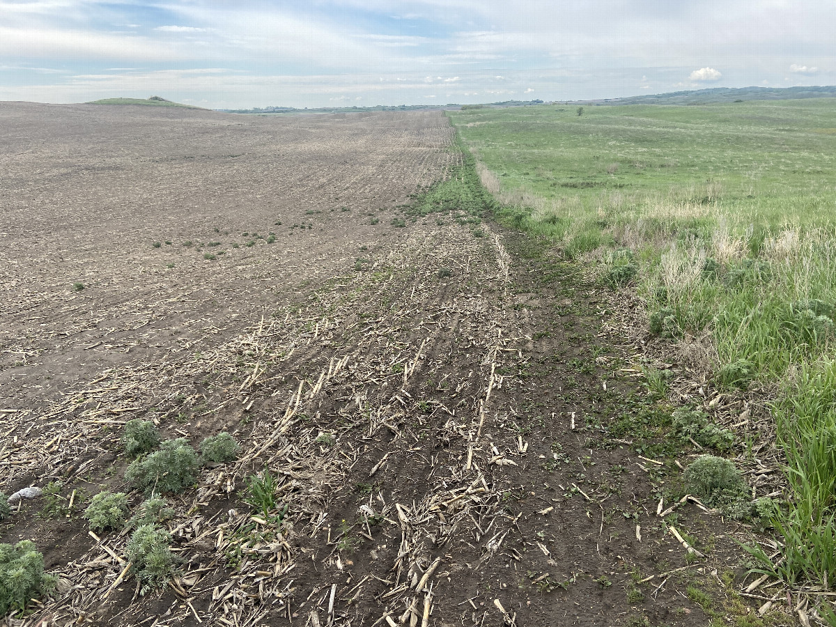 The confluence of 48 North 100 West, in the mid-distance, to the left of the field edge, in the lowest part of the terrain.