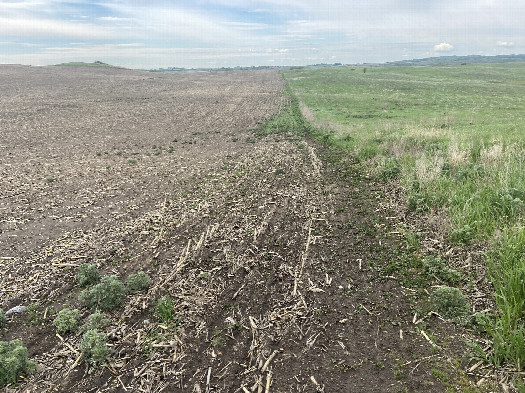 #1: The confluence of 48 North 100 West, in the mid-distance, to the left of the field edge, in the lowest part of the terrain.