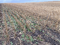 #7: Weeds near the confluence point