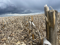 #8: Ground cover at the confluence site.