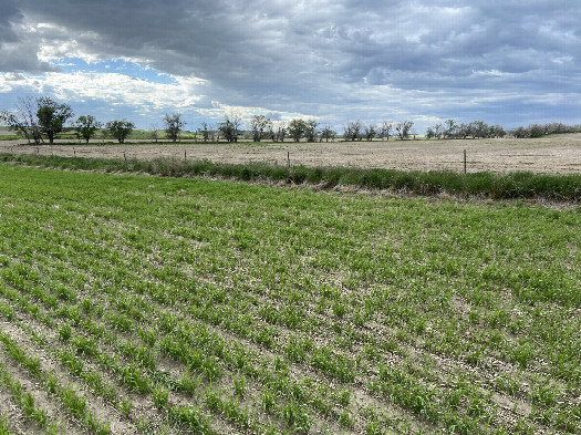 #1: View of the confluence in the foreground looking northwest. 