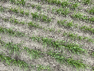 #8: Ground cover at the confluence site.