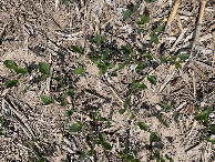 #7: Ground cover: three-week-old soybeans among last year's corn stubble (no-till)