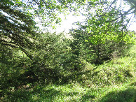 #3: View east from the confluence