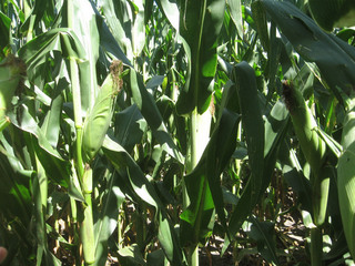 #1: Corn to the east.