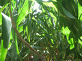 #3: Corn to the south (down the row I walked).