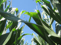 #5: This is TALL corn (looking up).