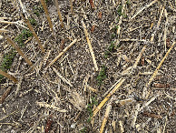 #8: Ground cover at the confluence point. 