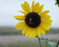 #4: a sunflower