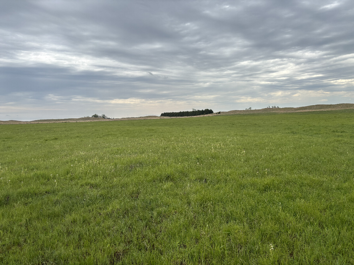 A view to the south from the confluence point. 