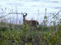 #4: Whitetail Deer on the Bank of the North Loop River