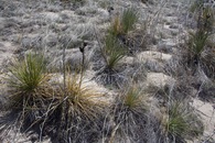 #5: Ground cover at the point