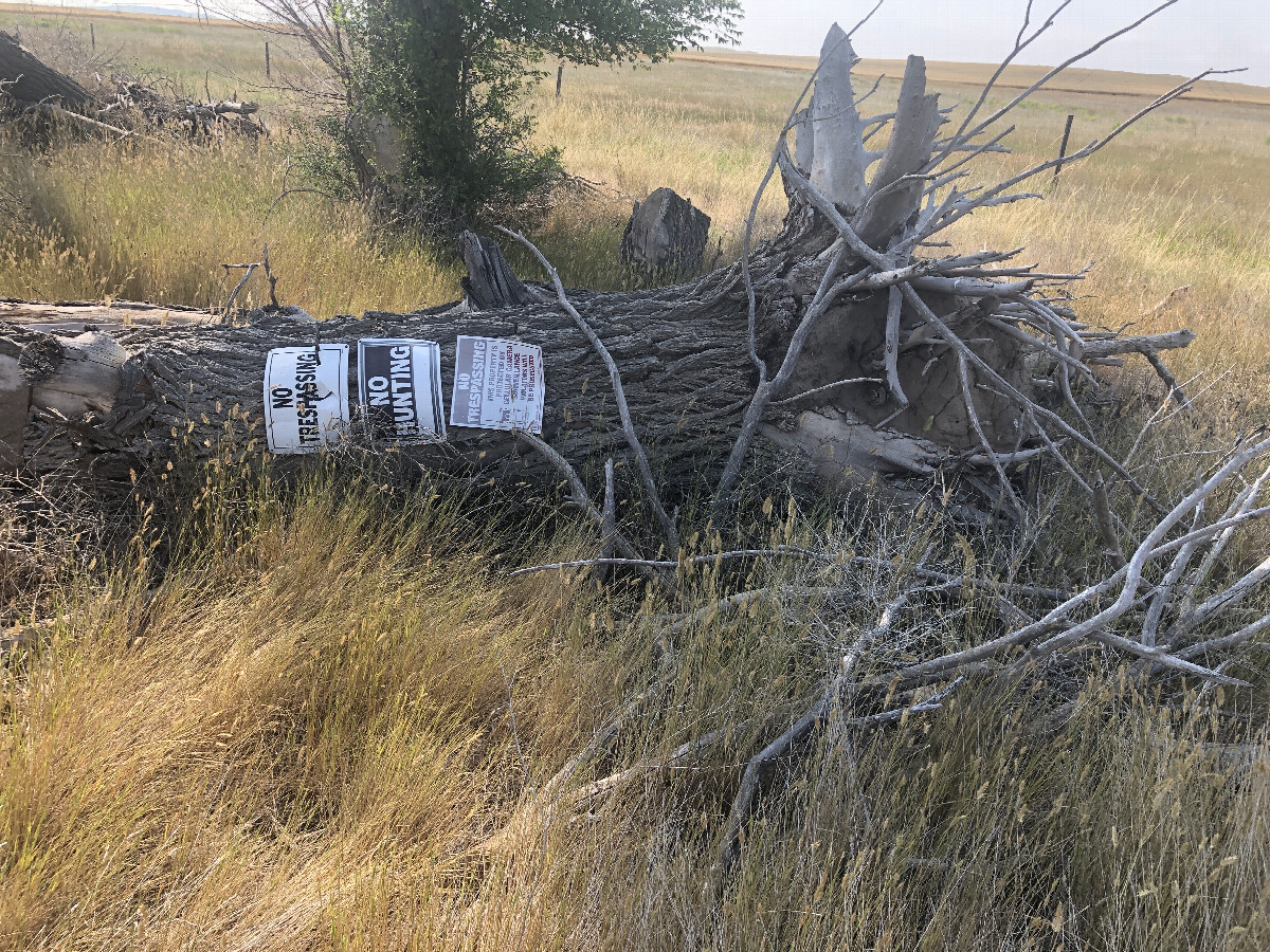 A forlorn “No No No” tree trunk south of Wayne Road.