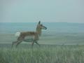 #7: Pronghorned antelope running toward the west.
