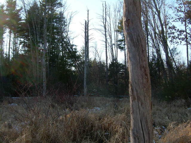 West view 1-28-07