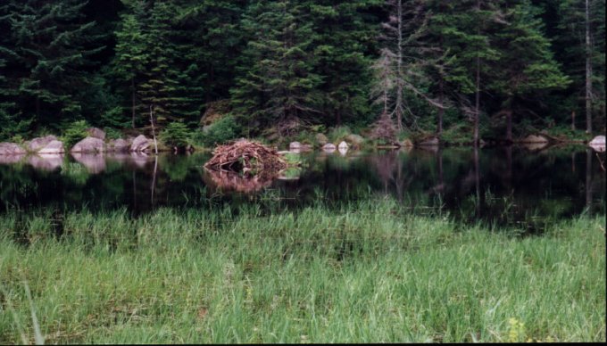 The beaver lodge on my slight detour by mistake.