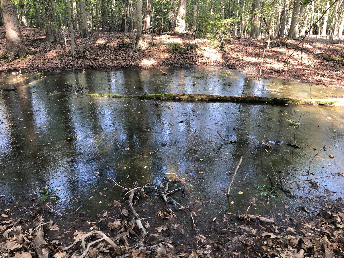 Nearby Swamp