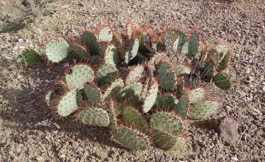 One of the many patches of prickly pear cactus growing near the confluence point