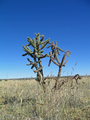 #6: Nearby Cactus