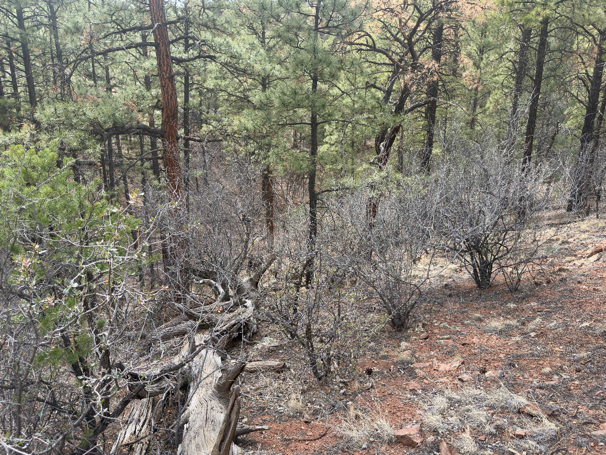 The confluence point lies on a forested, West-facing slope. (This is also a view to the West, down the slope.)
