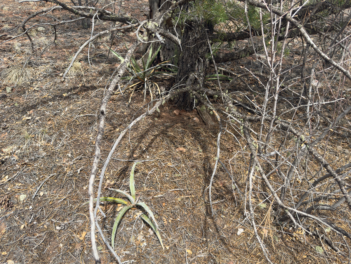 Ground cover at the confluence point