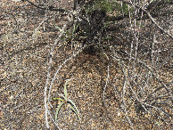 #5: Ground cover at the confluence point