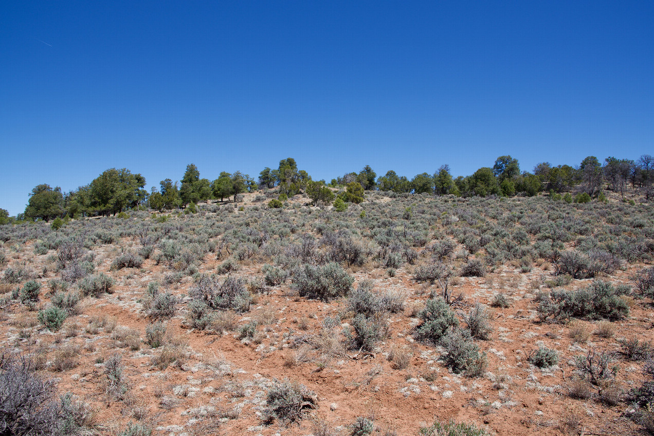 The confluence point lies in a sagebrush-covered slope.  (This is also a view to the North.)