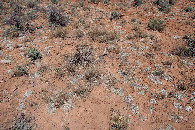 #5: Ground cover at the confluence point