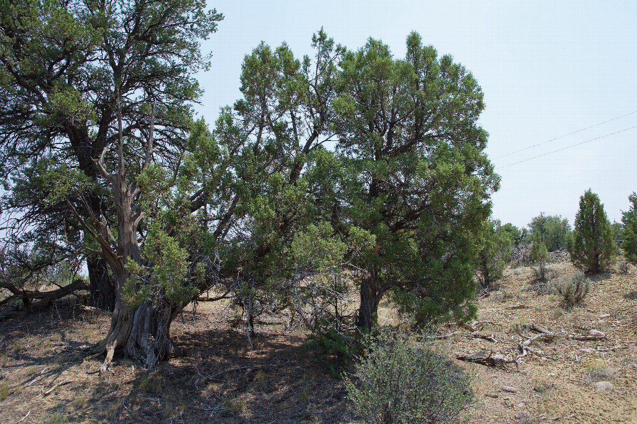 The confluence point lies among stunted, thinly-spaced pine trees.  (This is also a view to the South, towards the Colorado-New Mexico state line, just 60 feet away.)