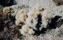 #4: Cactus plant in vicinity of confluence.