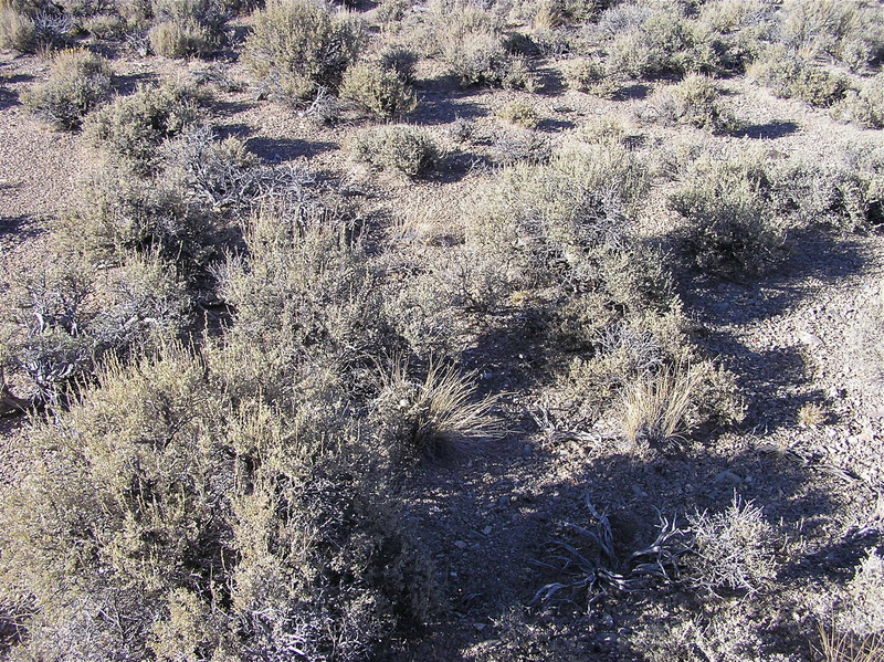 The confluence point lies amidst desert sagebrush (like so many other confluence points in Nevada)