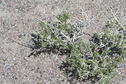 #6: ground cover