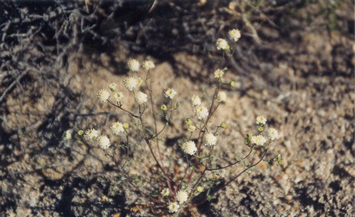 Close-up of the wildflowers.