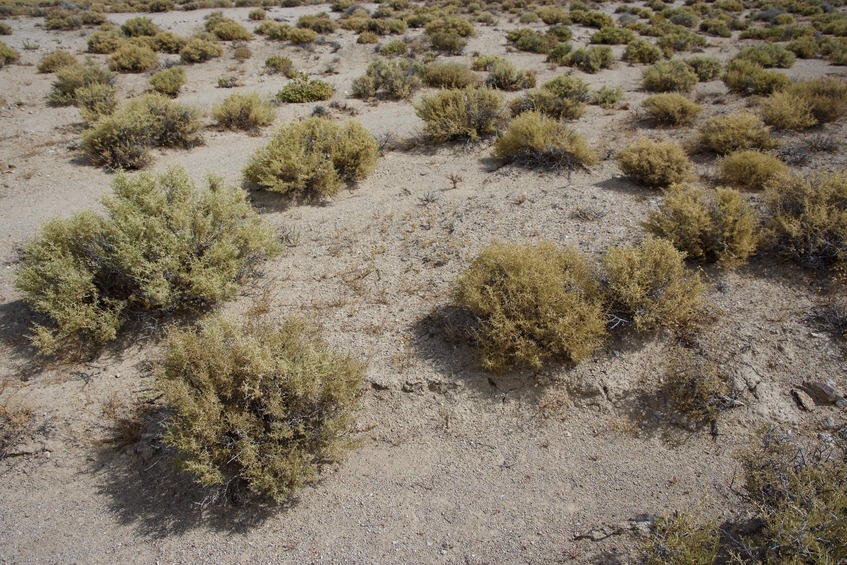 The confluence point lies in a remote desert valley, but just 160 feet from a gravel road