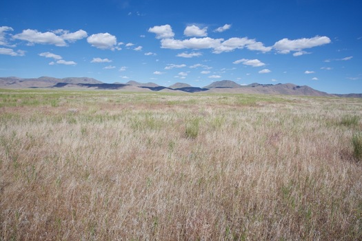 #1: The confluence point lies in a large patch of open grassland.  (This is also a view to the East.)