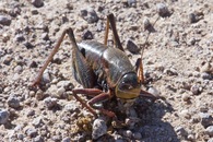 #12: A closeup of a Mormon cricket on the gravel road (0.65 miles East of the point) where I started my hike